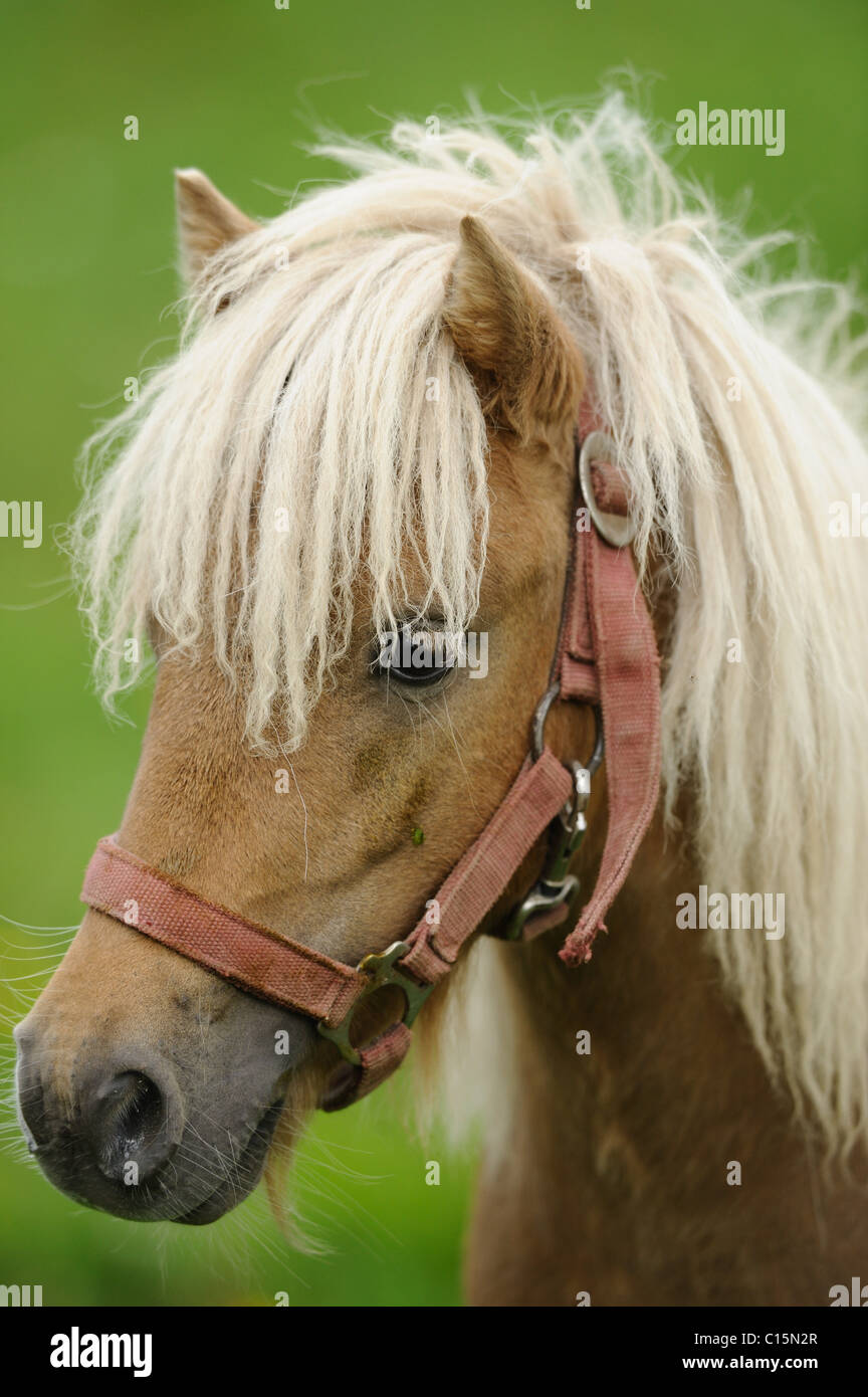 Welsh-Pony, portrait Stock Photo