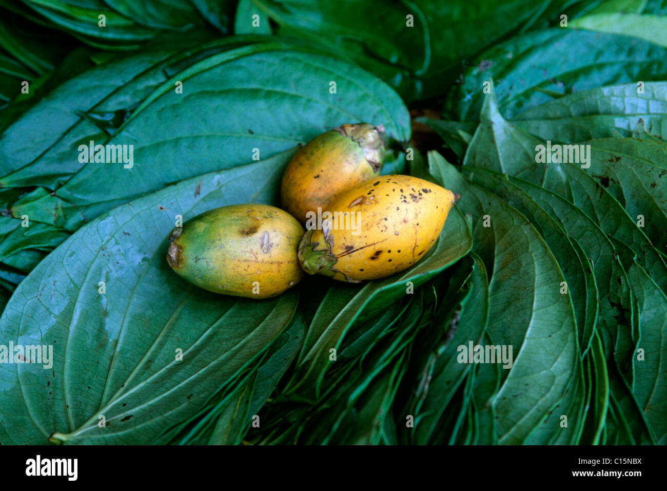 Betel Nut Tree or Betel Palm leaves (Areca catechu), Sri Lanka, South Asia Stock Photo