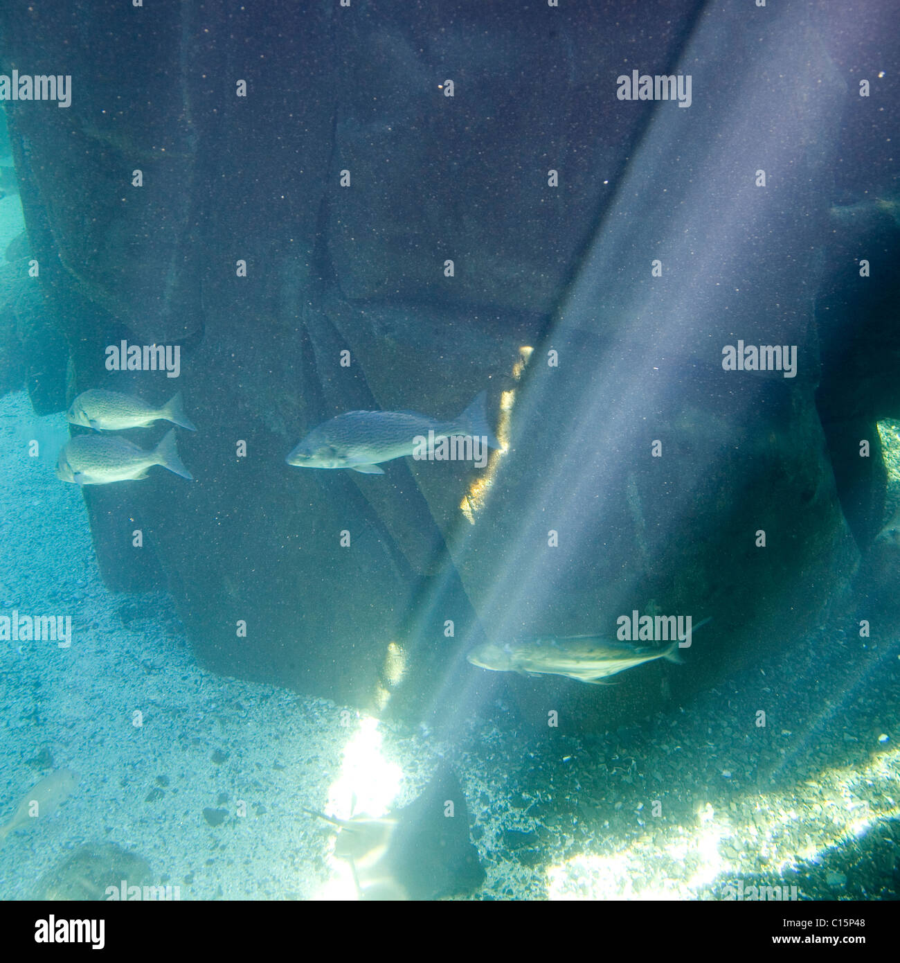 Two Oceans Aquarium in Waterfront, Cape Town Stock Photo - Alamy