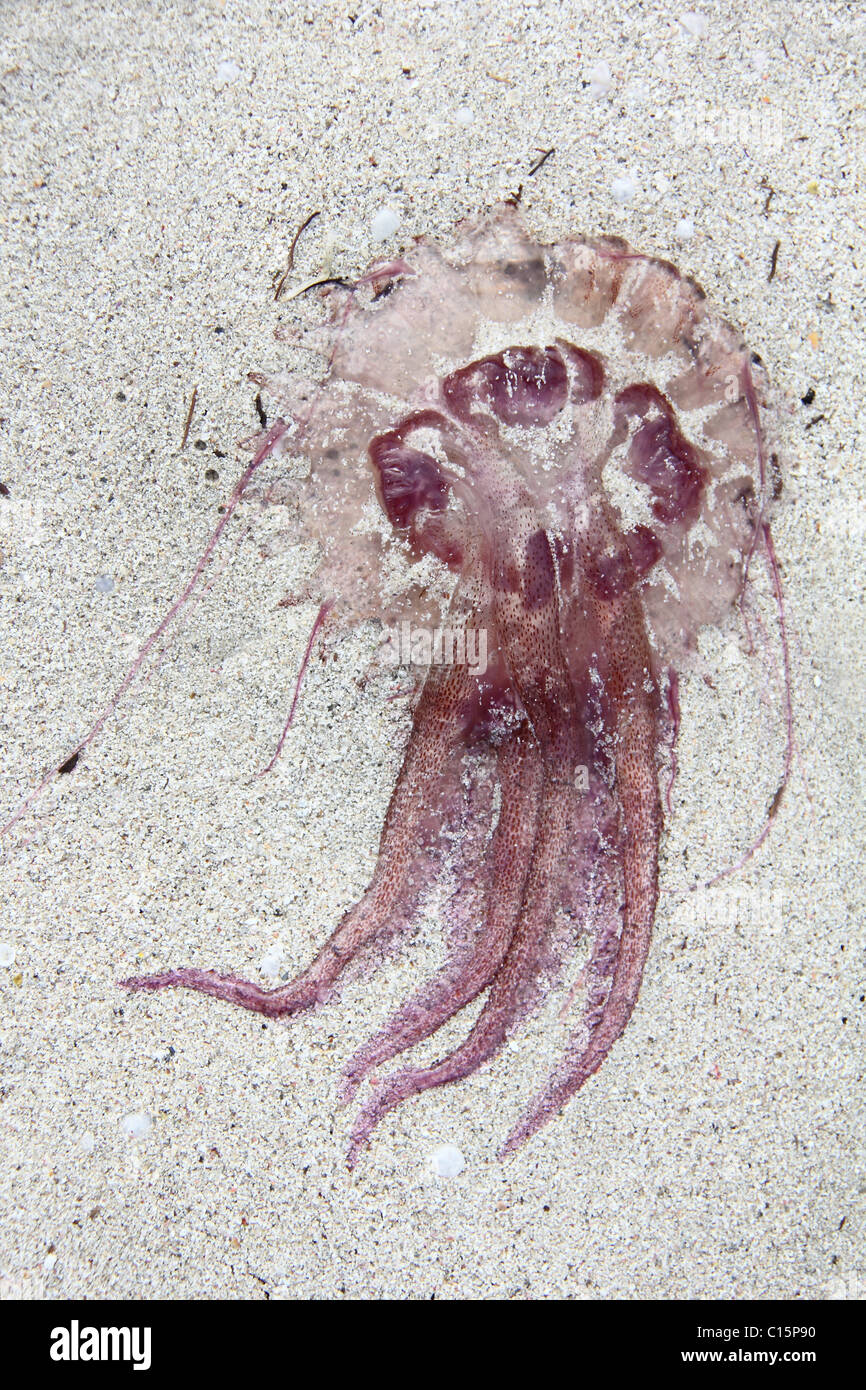 Dead jellyfish Stock Photo Alamy