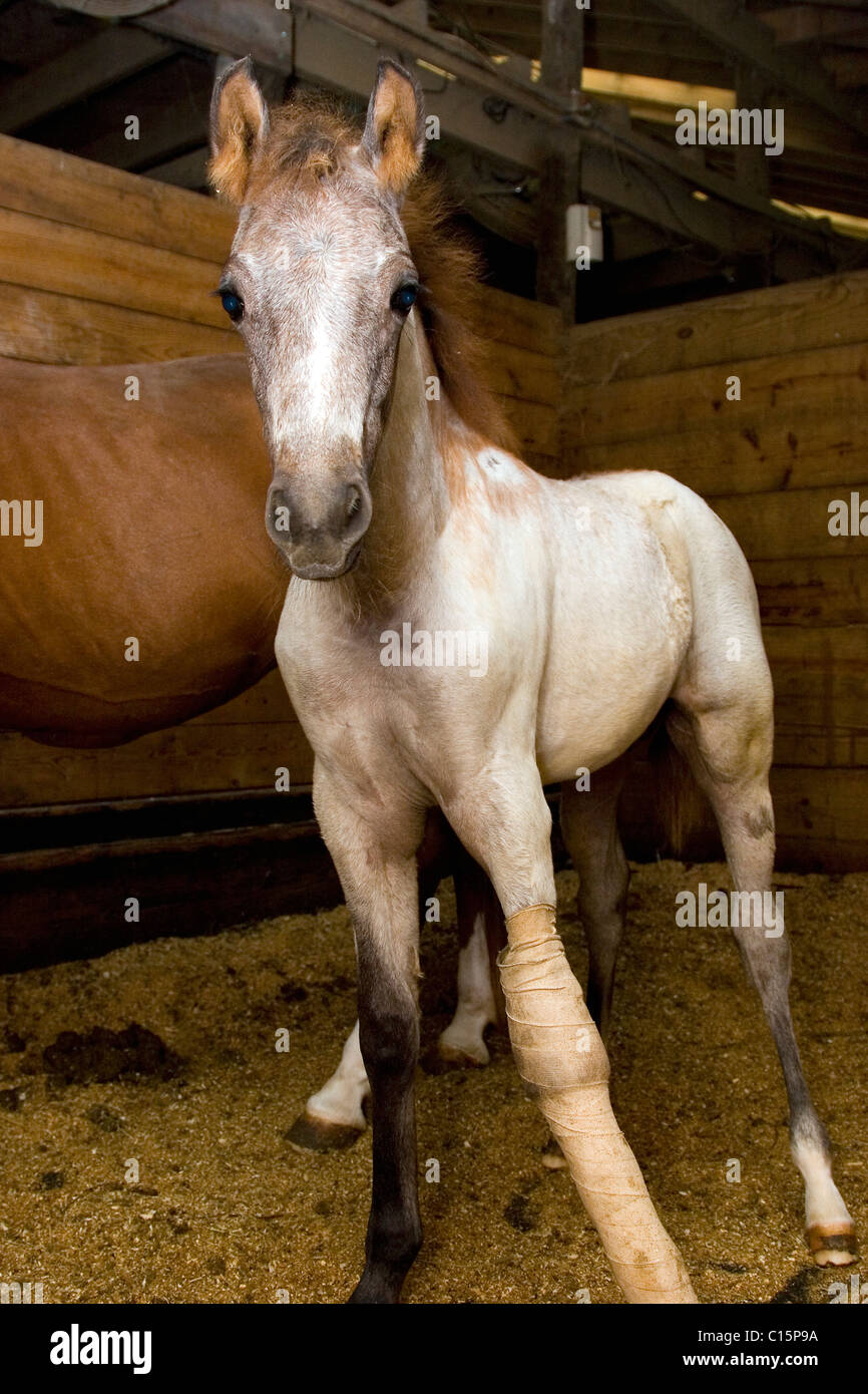 Arabian horse foal with broken leg in cast in stall Stock Photo Alamy