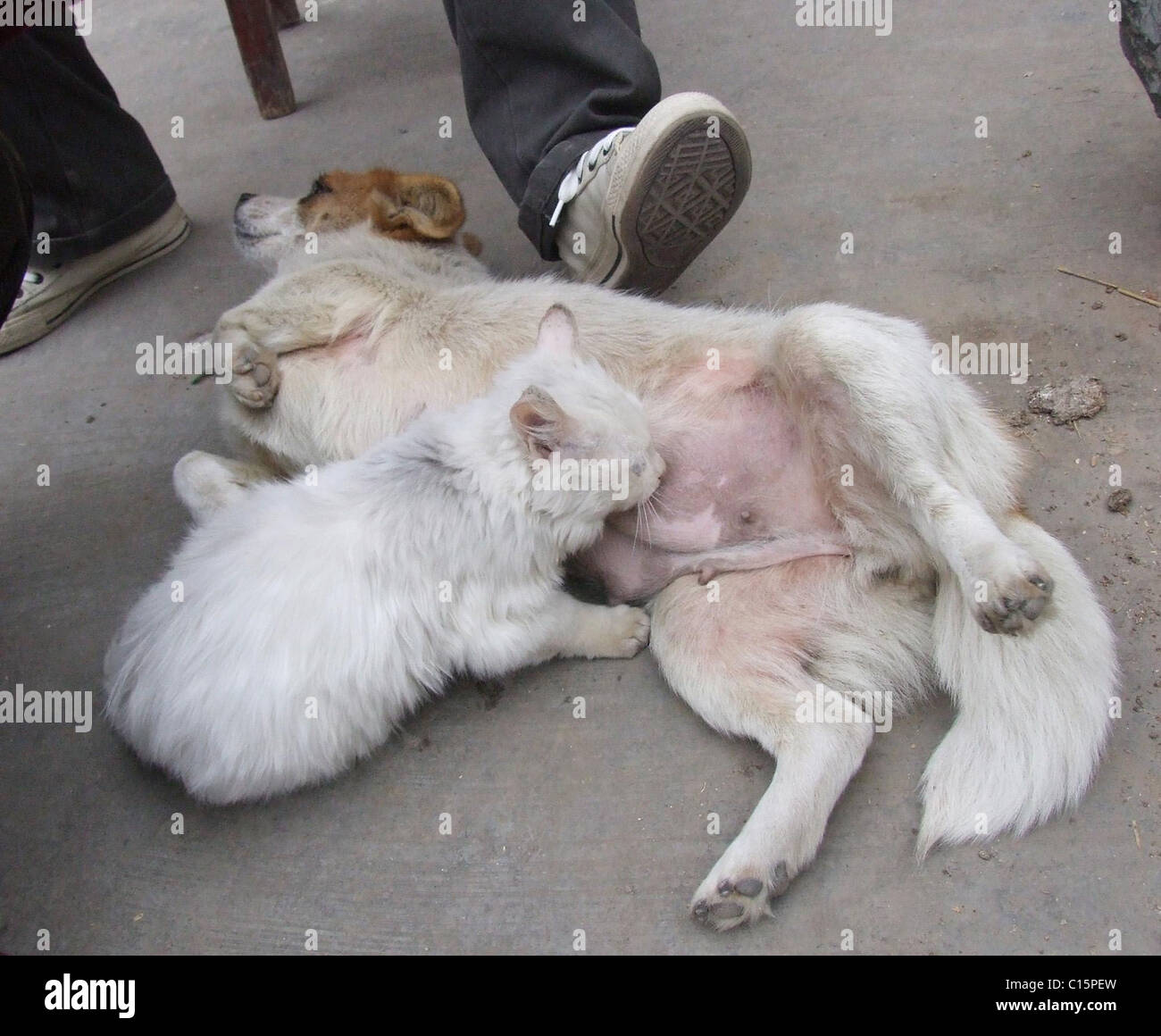 Cat hotsell sucking dog