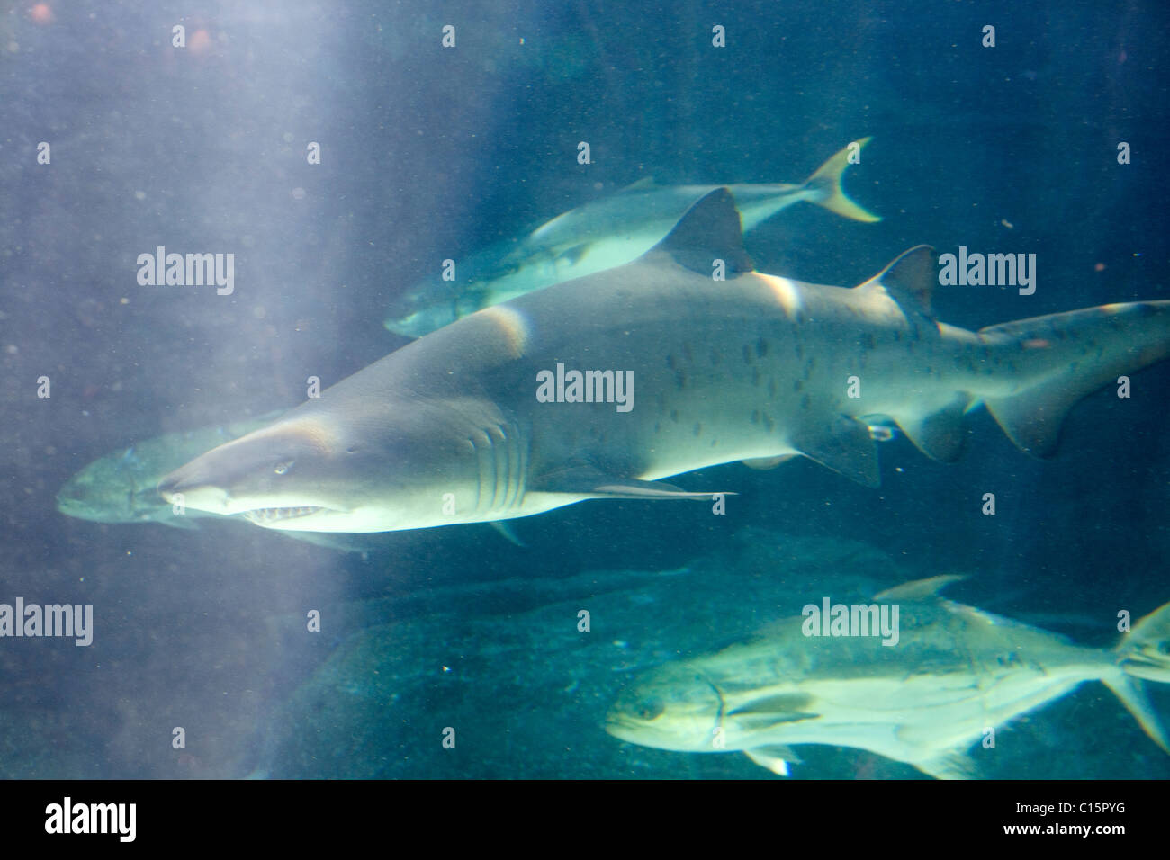 Ragged Tooth Sharks at Cape Town Aquarium Stock Photo