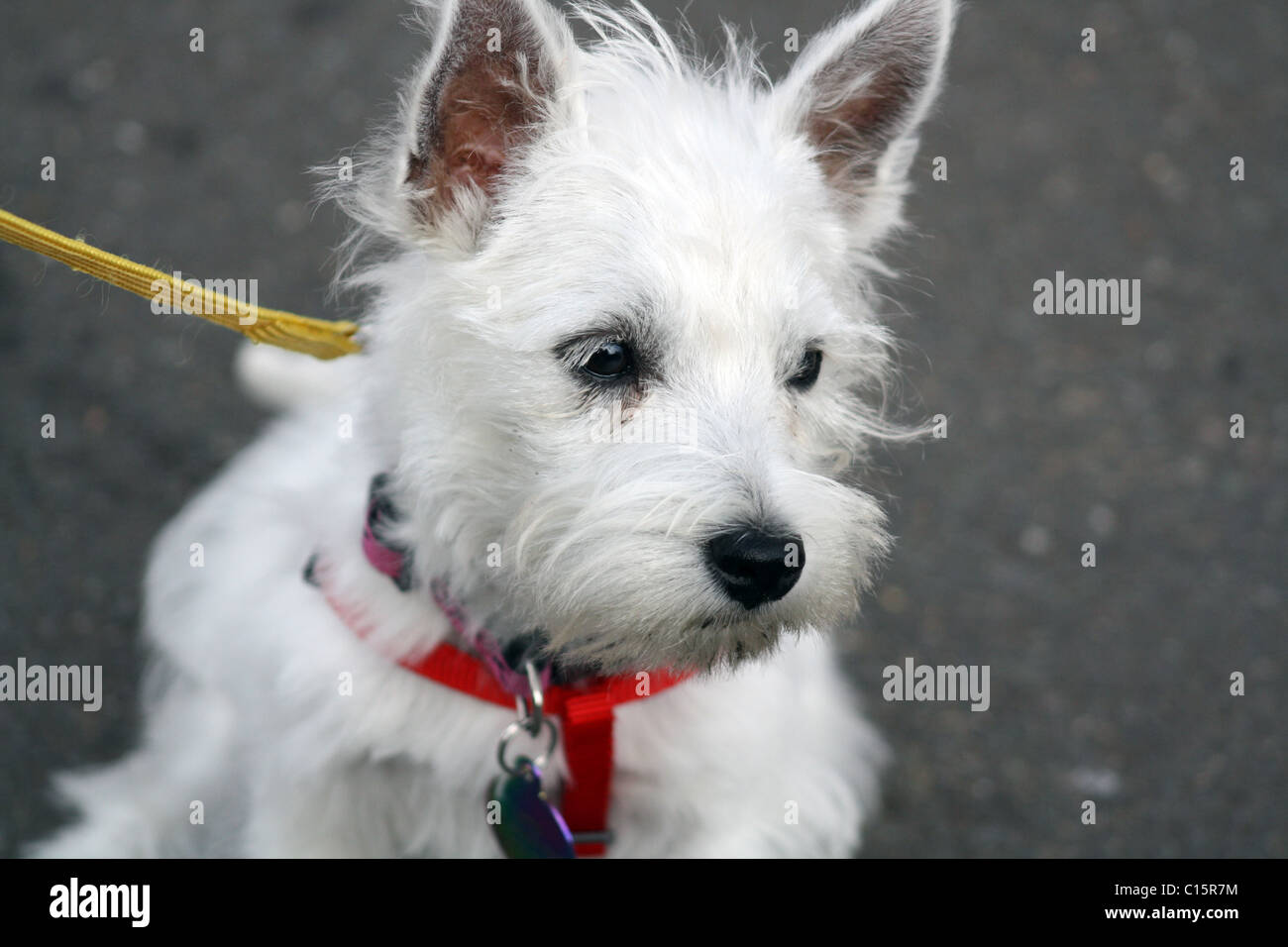 west highland terrier dog Stock Photo