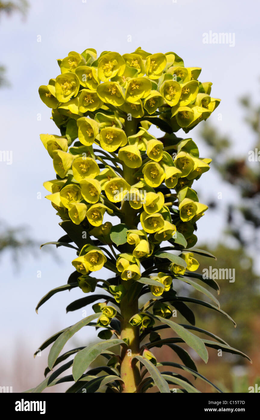 Euphorbia Characias wulfenii 'John Tomlinson' Stock Photo