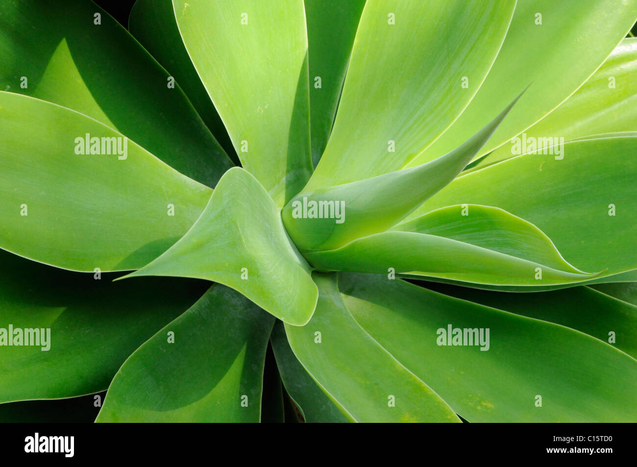 The lush green leaves of Agave attenuata Stock Photo