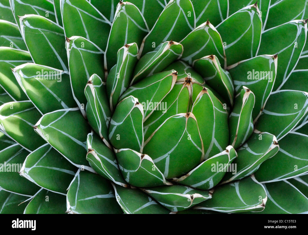 The attractive green leaves of Agave victoriae-reginae Stock Photo