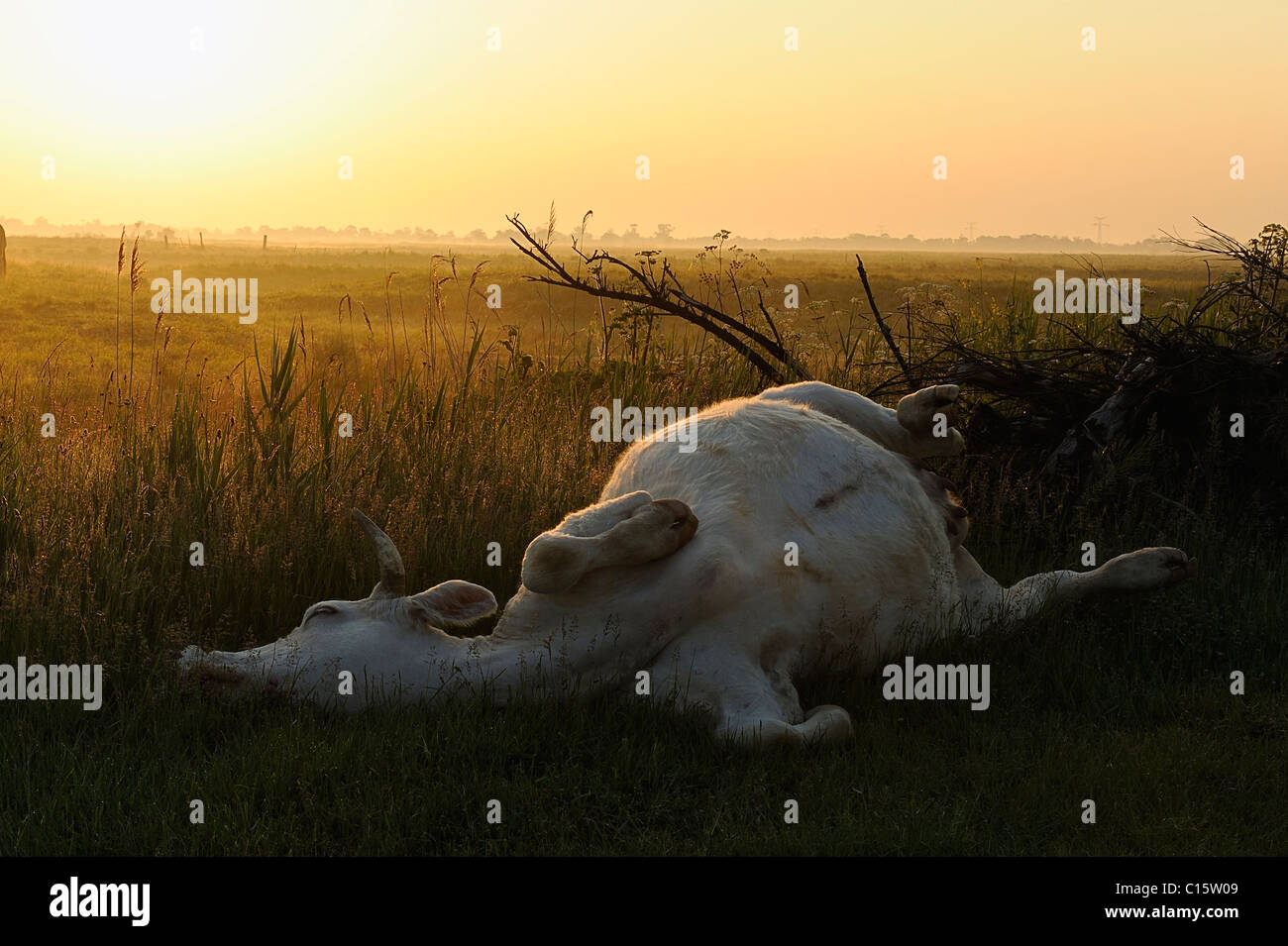 Body of a dead cow in a meadow at sunrise, Charente Maritime department, west of France Stock Photo