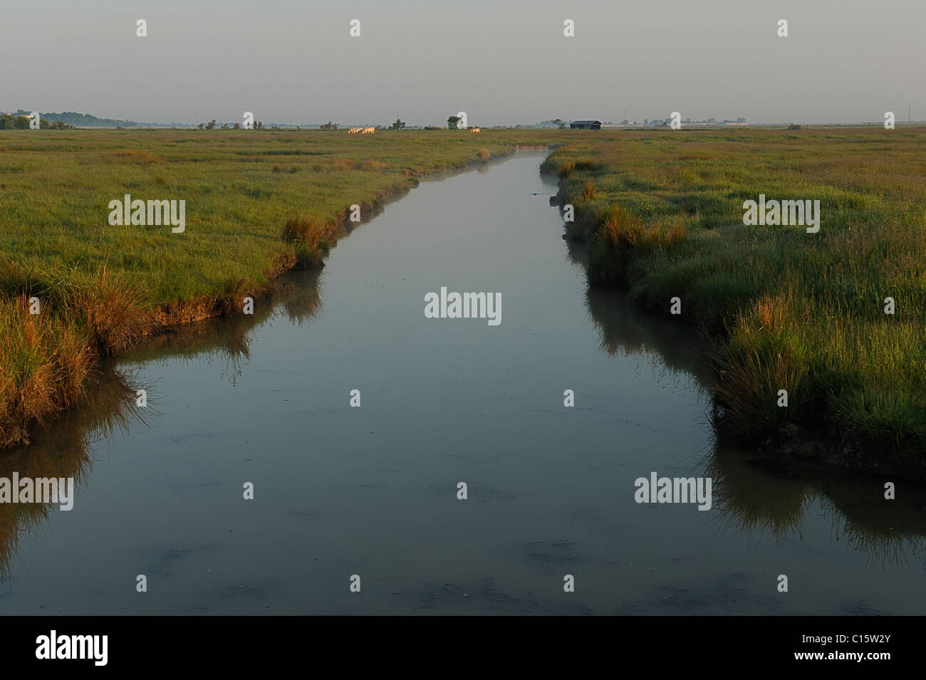 Fresh water channel in Beaugeay marshes at sunrise, Charente Maritime department, west of France Stock Photo