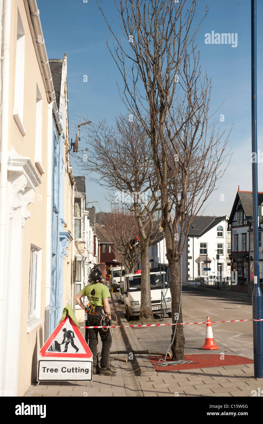 Tree surgeons cutting trees in front of a row of terraced houses , UK Stock Photo