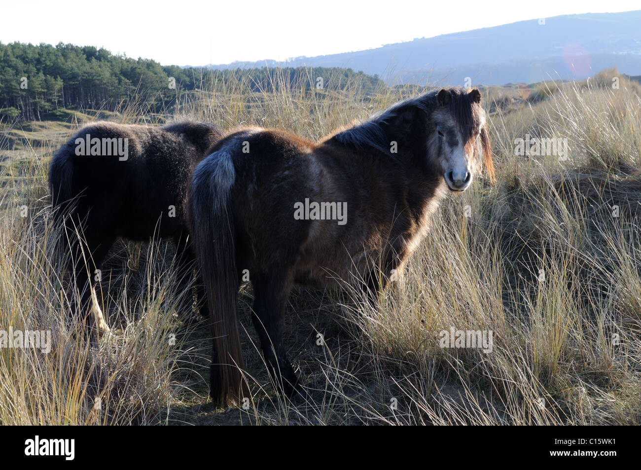 Horses grazing on Whiteford Burrows Gower Peninsula  Glamorgan Wales Cymru UK GB Stock Photo