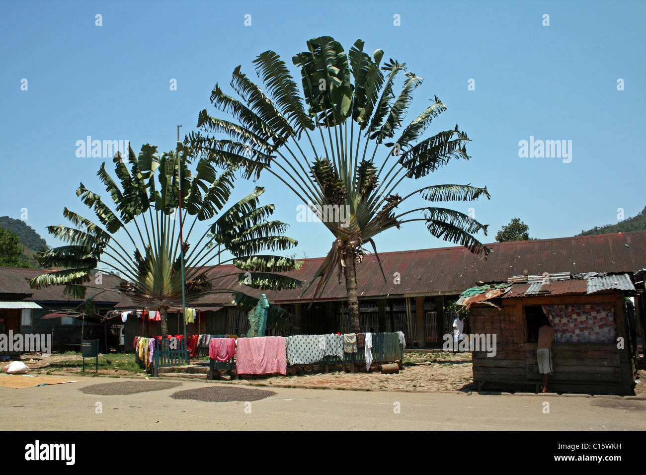 Traveller's Palm Tree Ravenala madagascariensis Taken In Ranomafana ...