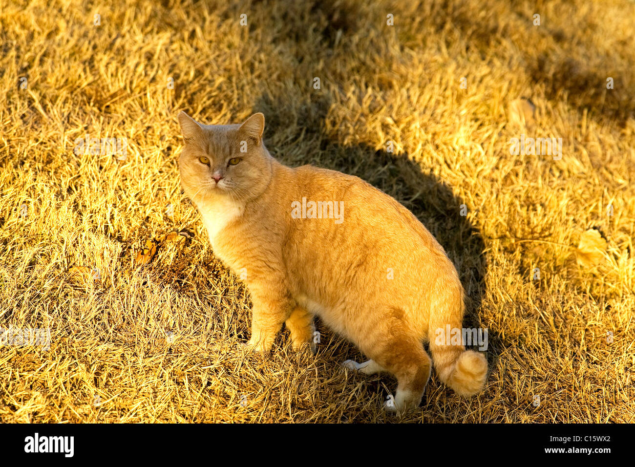 orange feral cat