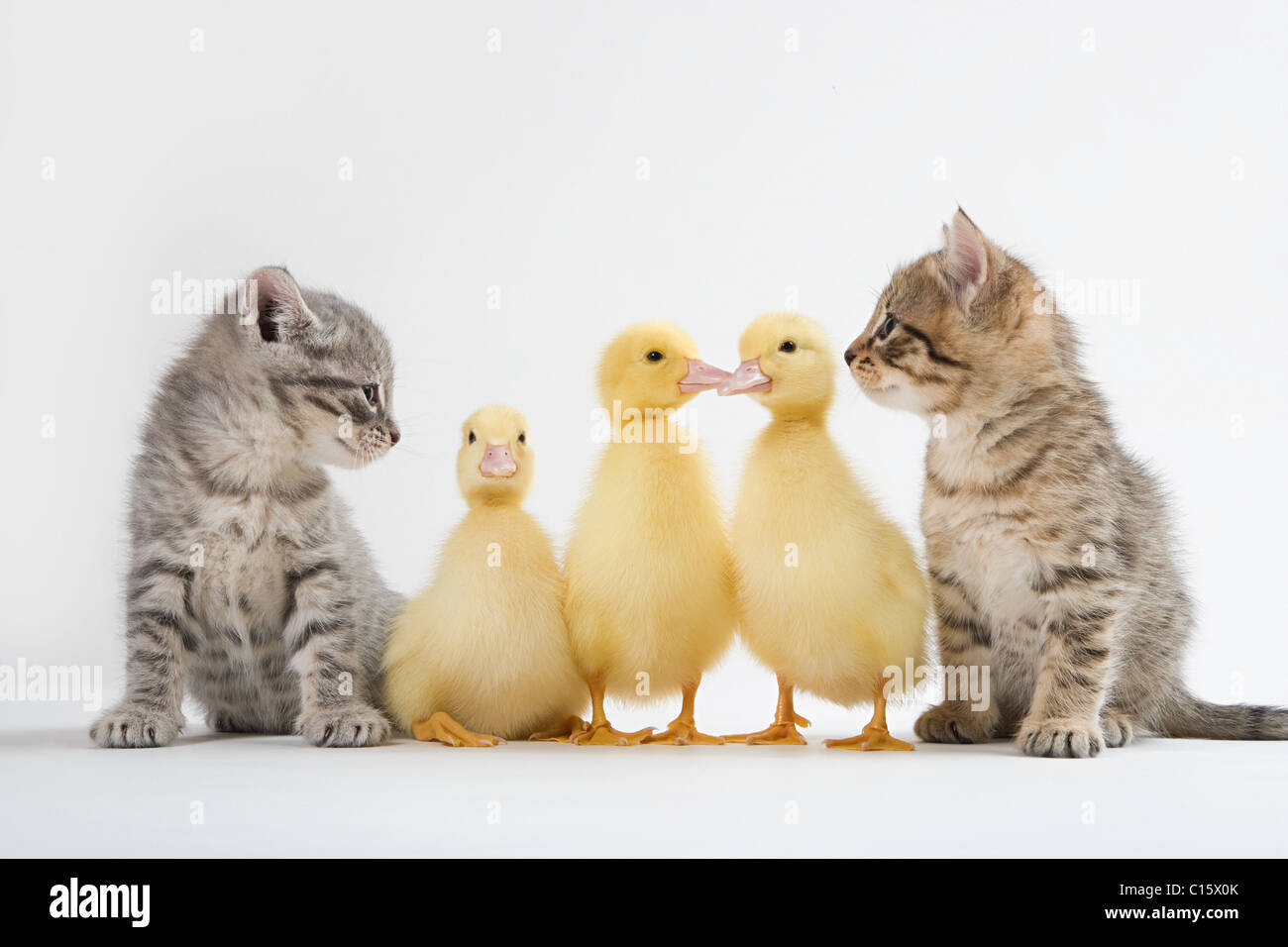 Two kittens and three ducklings, studio shot Stock Photo