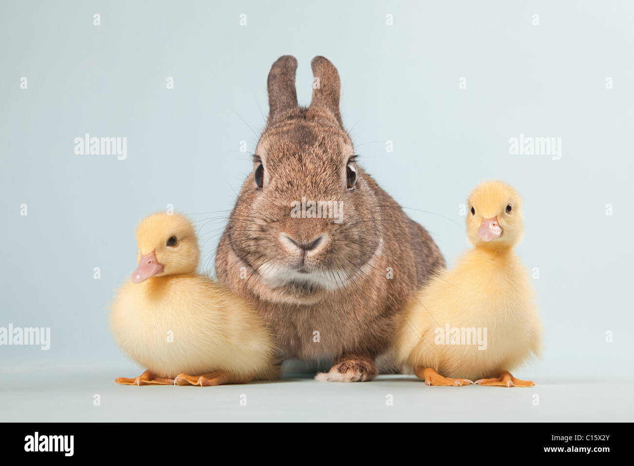 Rabbit duck hires stock photography and images Alamy