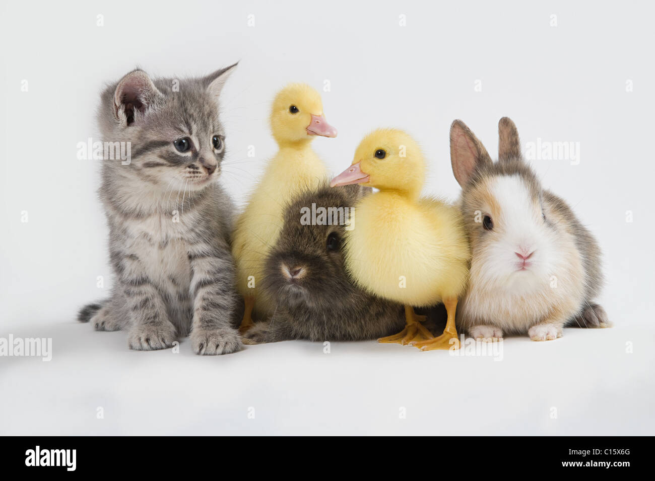 Cute Cartoon Duckling Depicted Profile Rabbit Stock Illustration 358243046