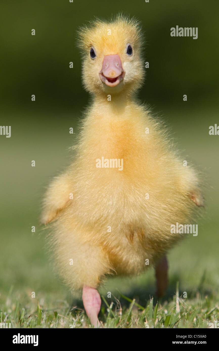 One gosling walking on grass Stock Photo