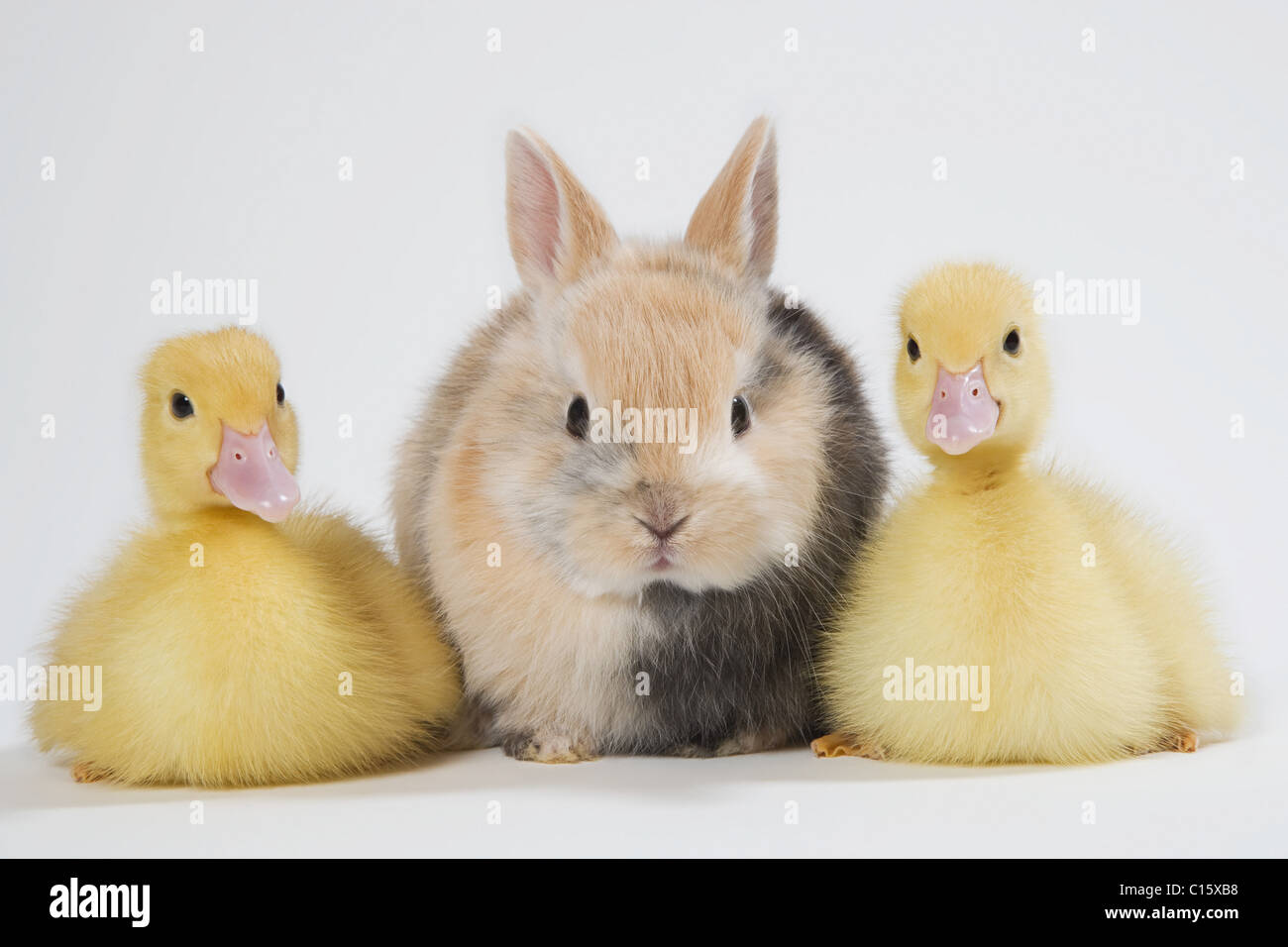 Cute Cartoon Duckling Depicted Profile Rabbit Stock Illustration 358243046