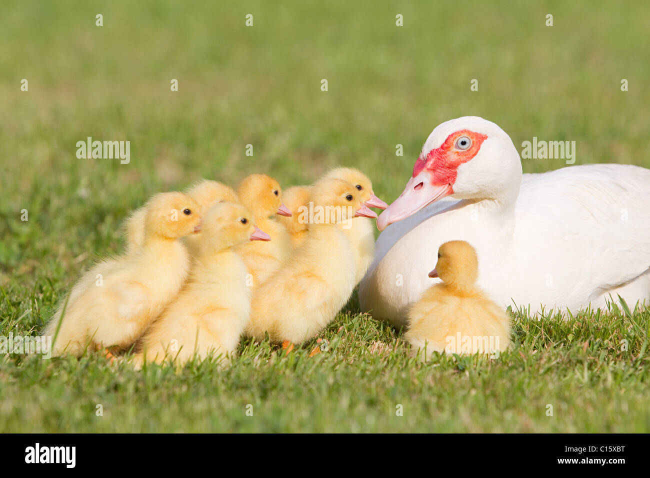 Family of ducklings with mother duck on grass Stock Photo Alamy
