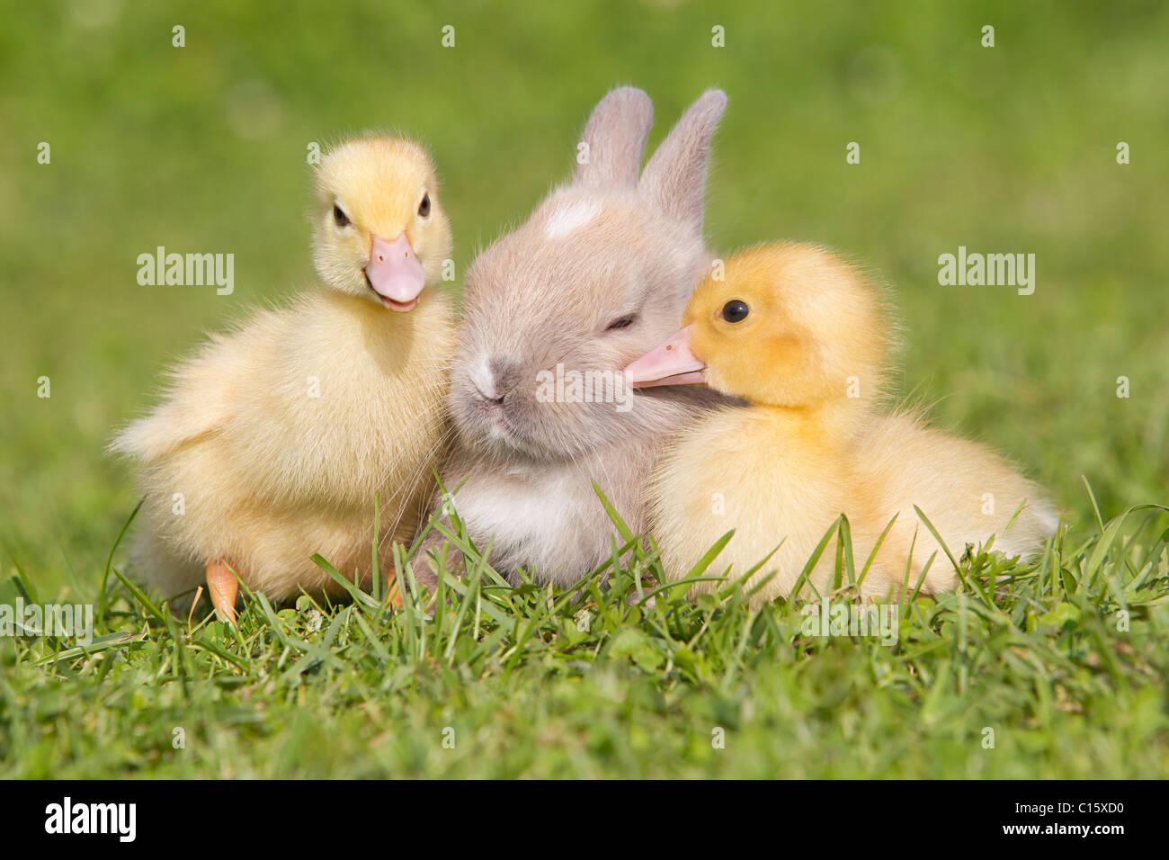 Cute Cartoon Duckling Depicted Profile Rabbit Stock Illustration 358243046