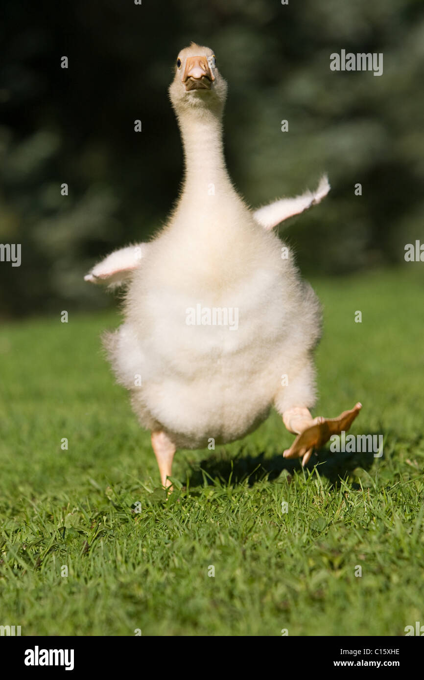 One gosling running on grass Stock Photo