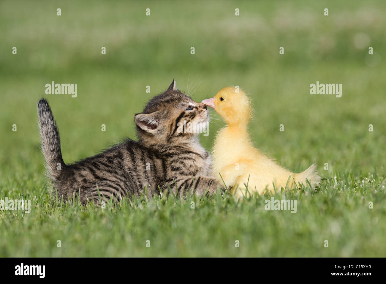 Kitten and duckling hi-res stock photography and images - Alamy