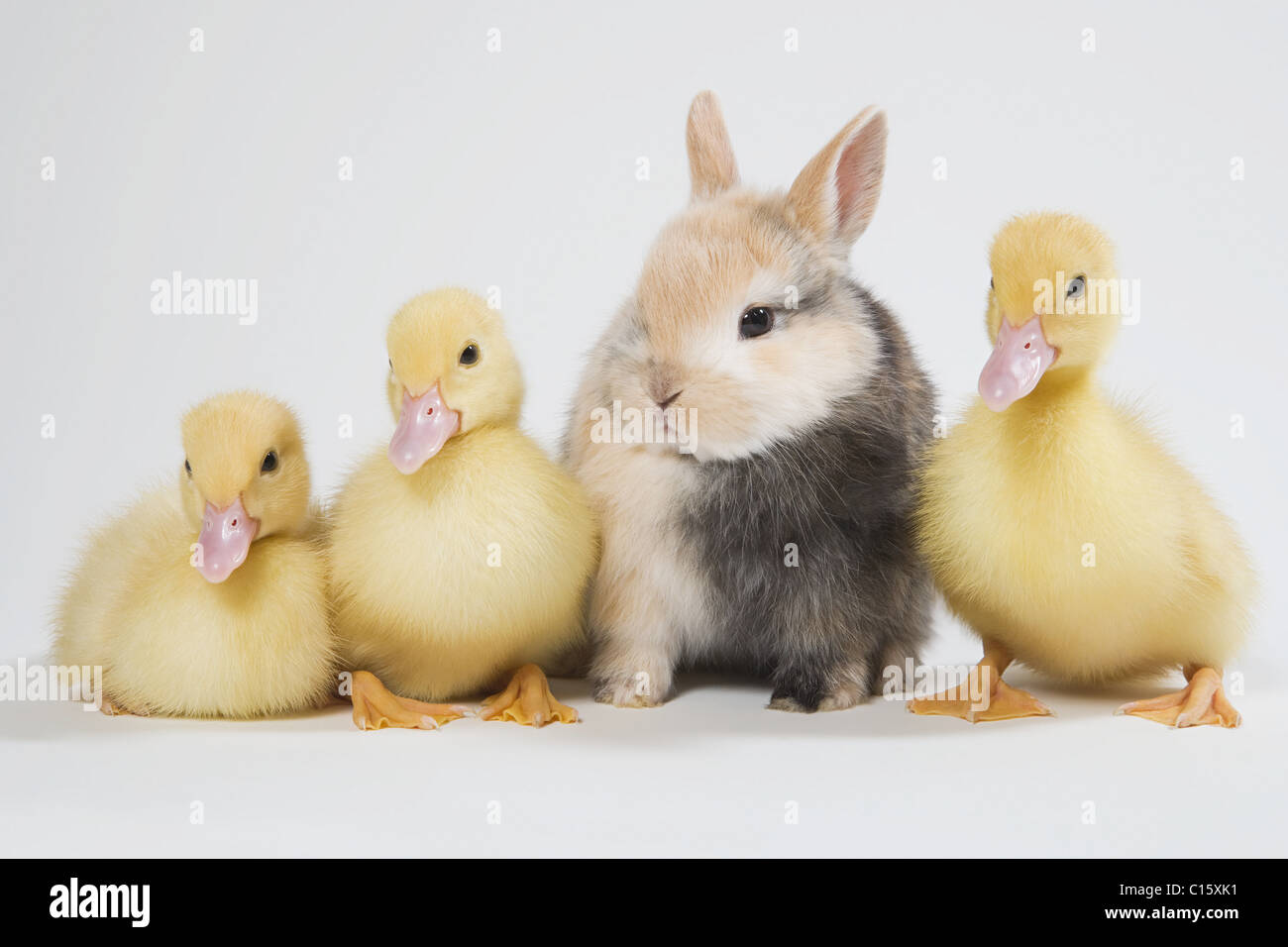 Cute Cartoon Duckling Depicted Profile Rabbit Stock Illustration 358243046