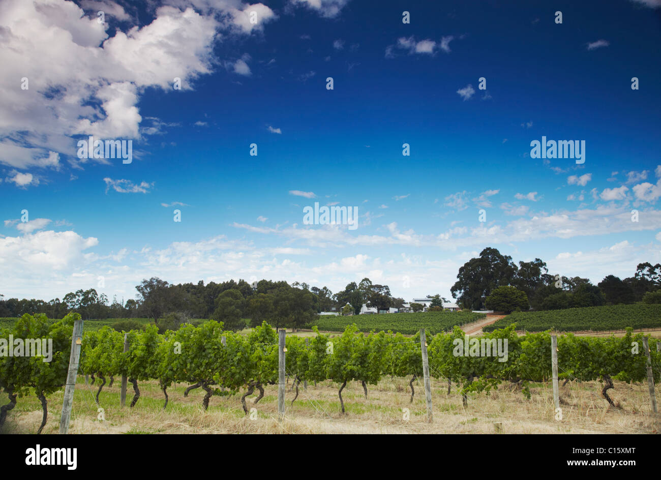 Vineyards of Hay Shed Hill wine estate, Margaret River, Western Australia, Australia Stock Photo