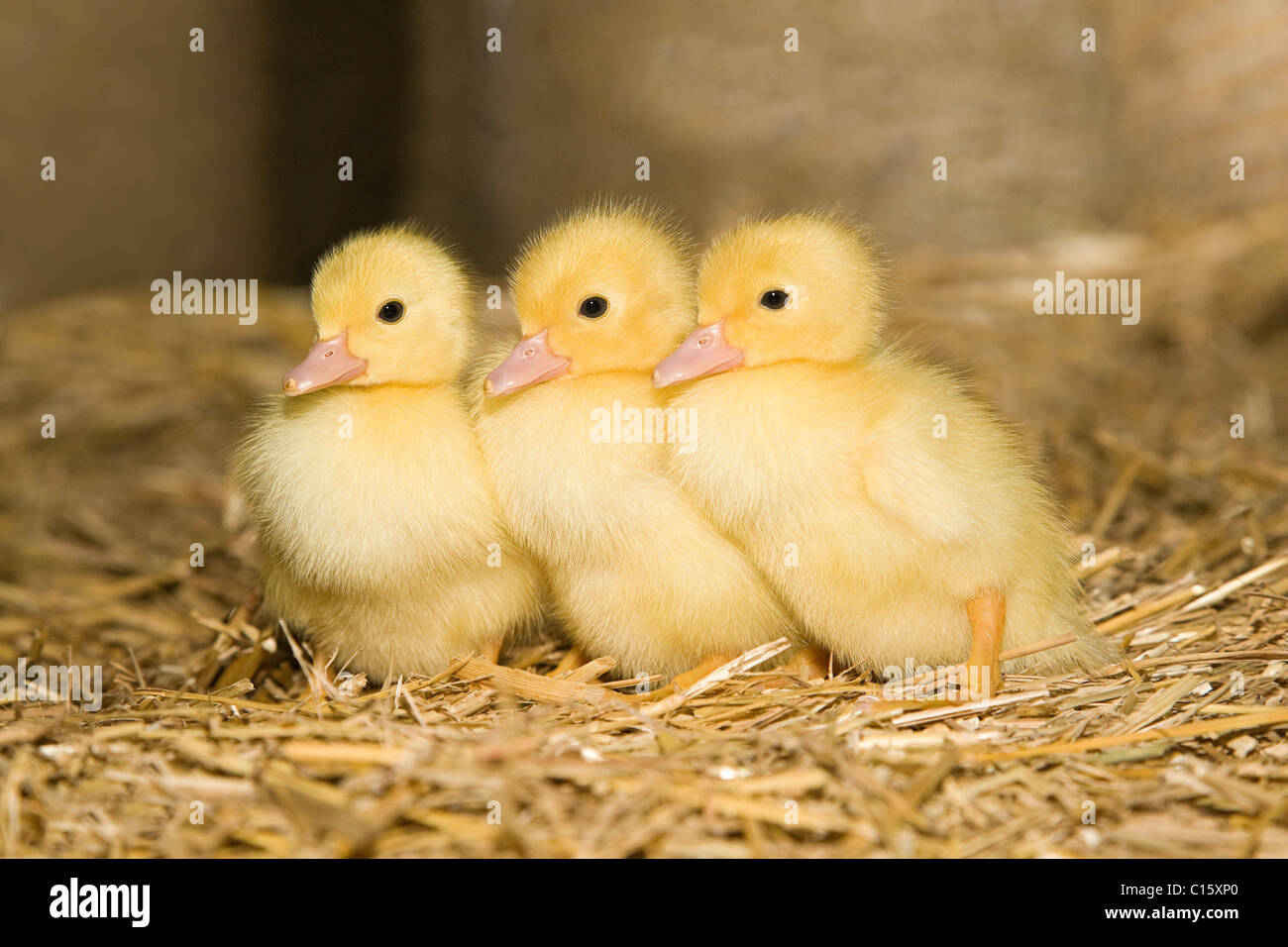 https://c8.alamy.com/comp/C15XP0/three-ducklings-on-straw-C15XP0.jpg