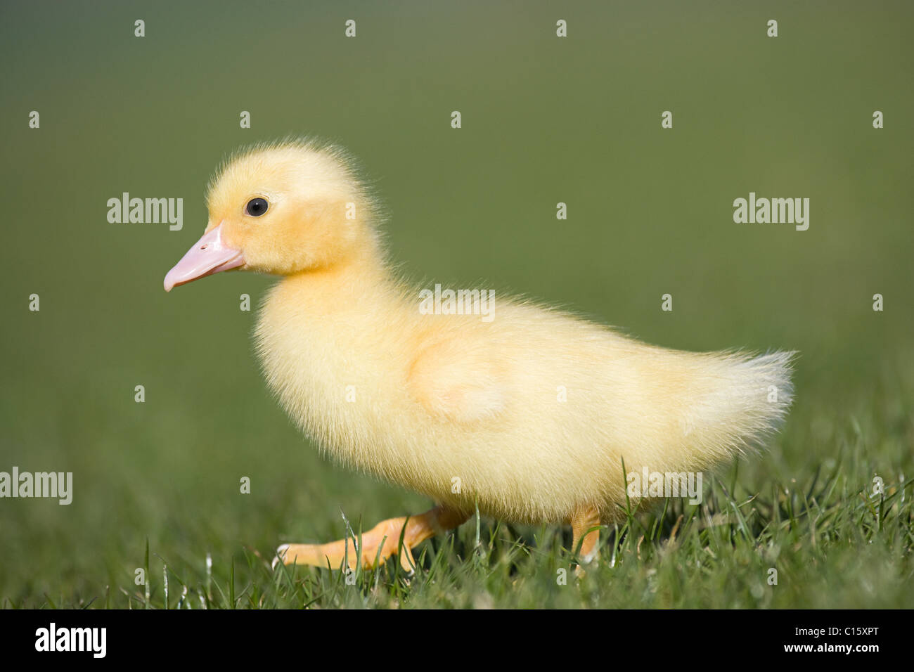 One duckling on grass Stock Photo - Alamy