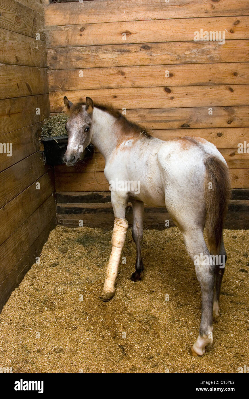 Woordvoerder Harden Ideaal Horse leg broken hi-res stock photography and images - Alamy