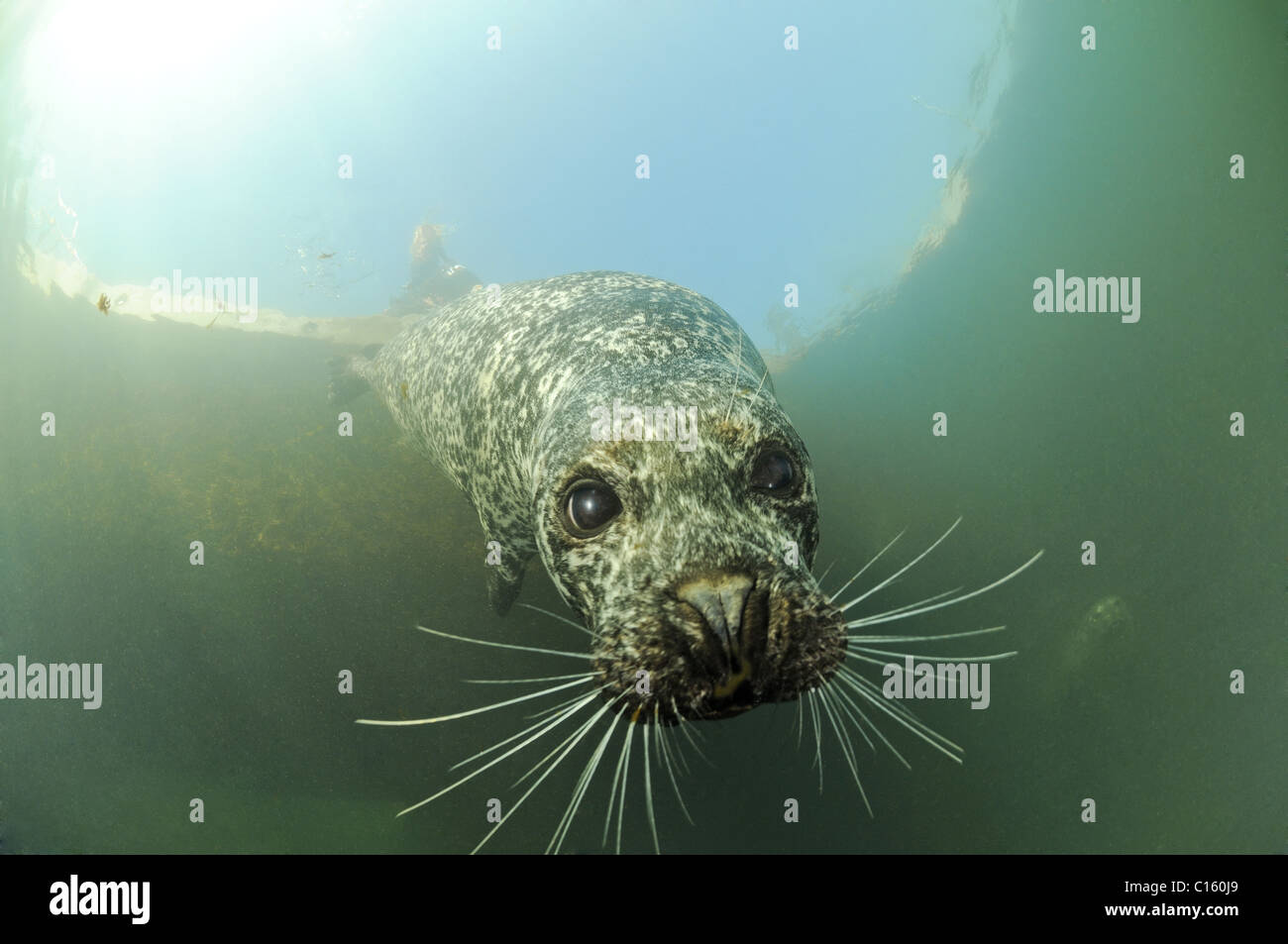 Common Seal Stock Photo