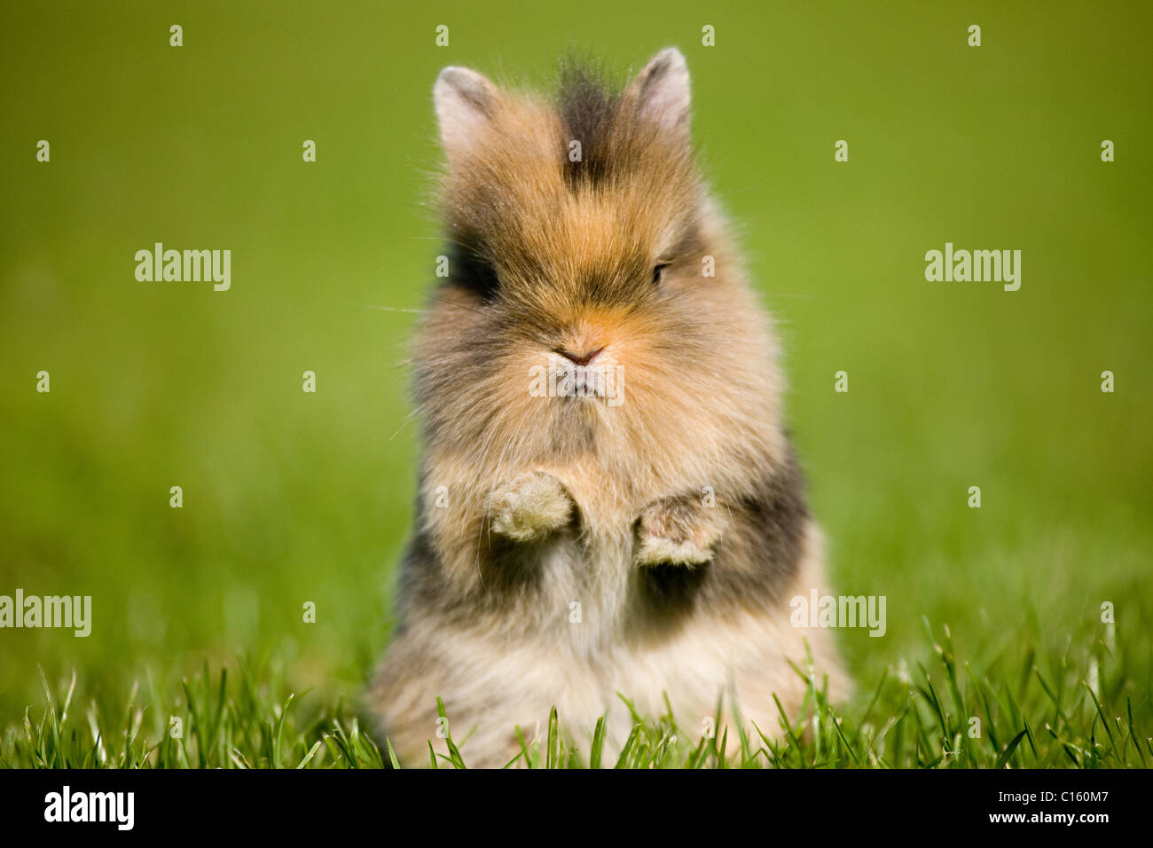 One rabbit sitting on grass Stock Photo - Alamy