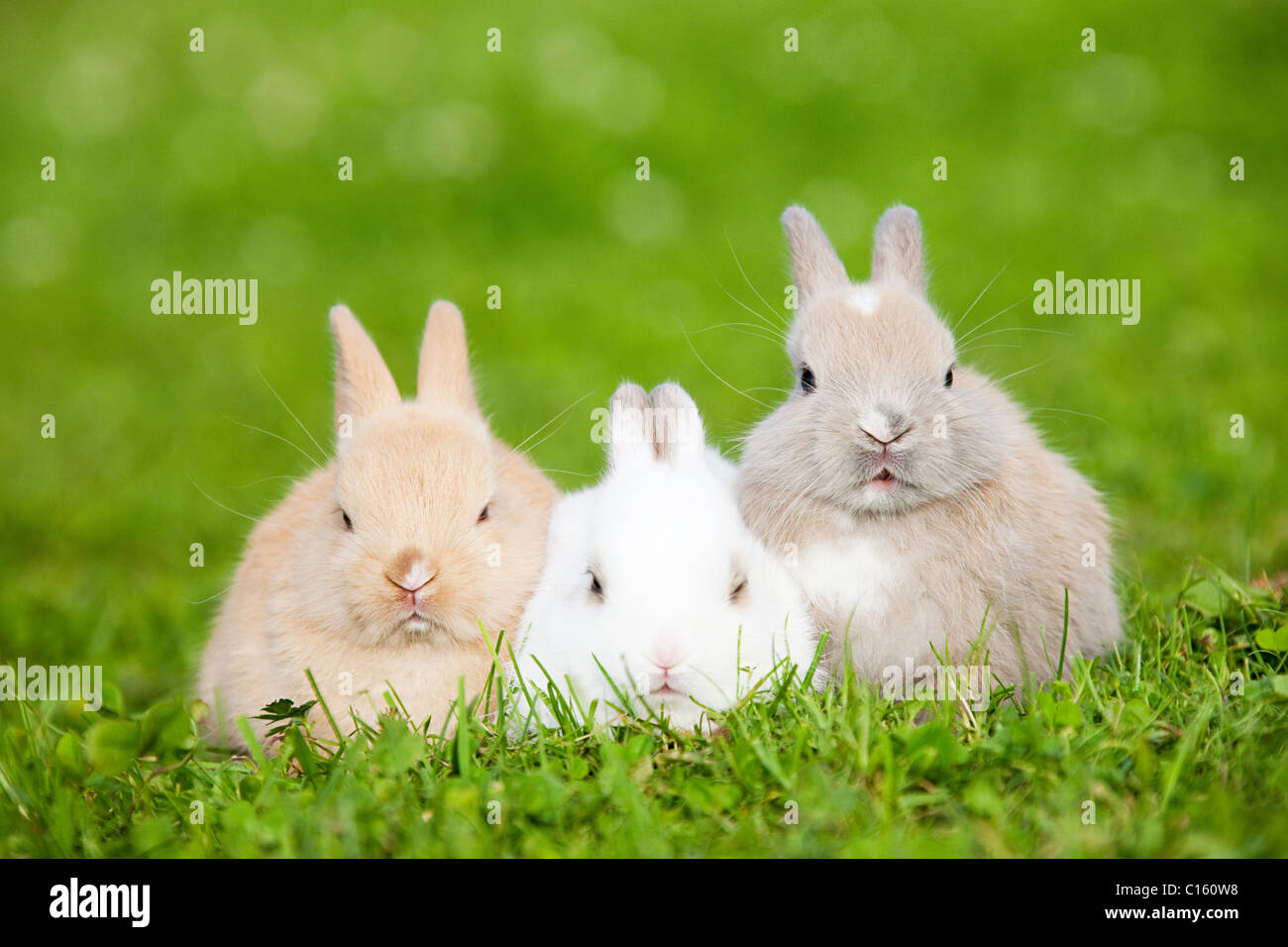 Three rabbits sitting on grass Stock Photo - Alamy