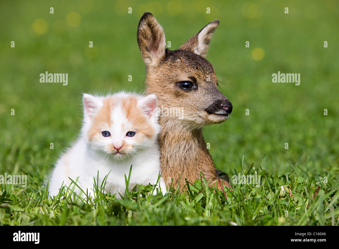 Fawn and kitten sitting on grass Stock Photo - Alamy
