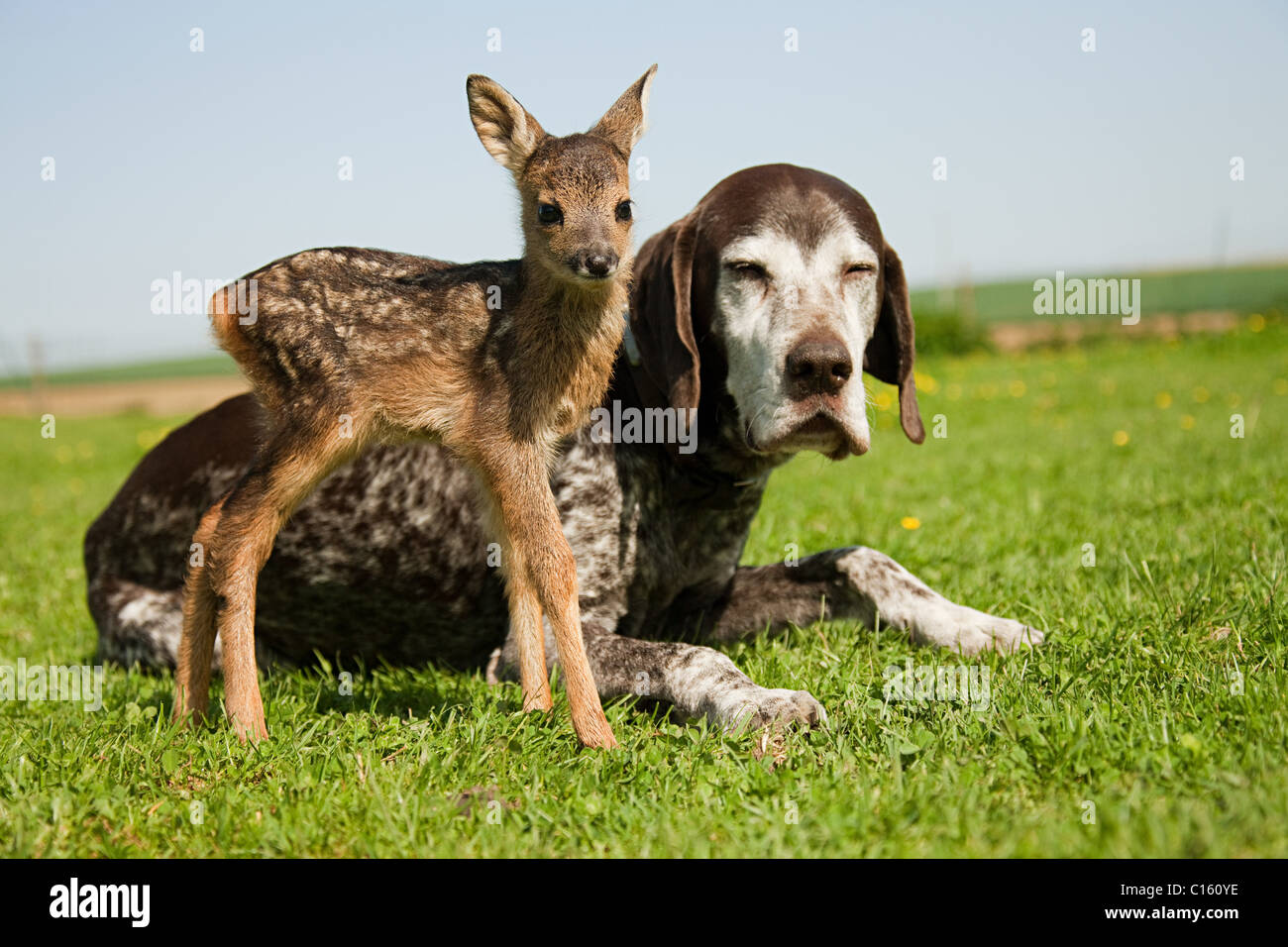 A Dog That Looks Like A Deer