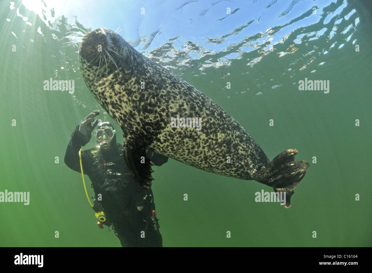 Common seal and diver Stock Photo Alamy