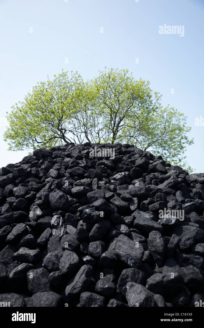 Pile of coal and tree Stock Photo Alamy