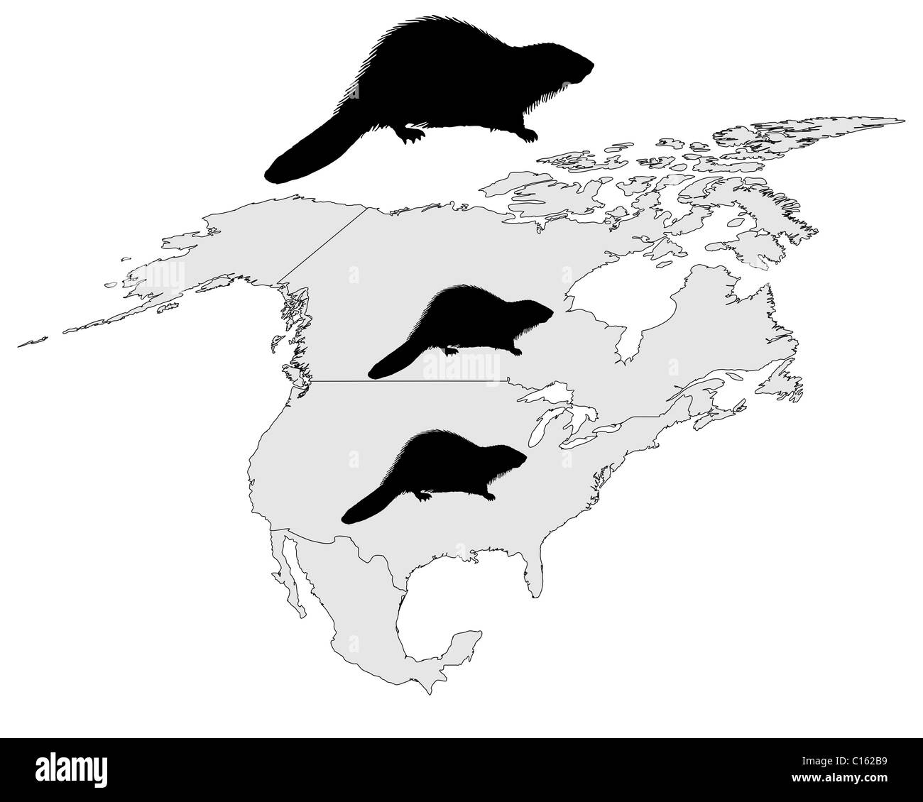Distribution of canadian beaver Stock Photo