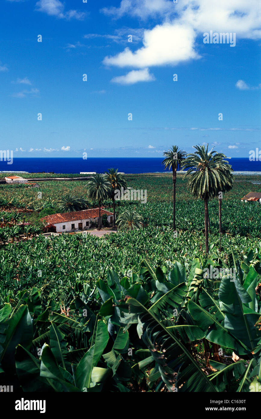 Banana trees tenerife hires stock photography and images Alamy
