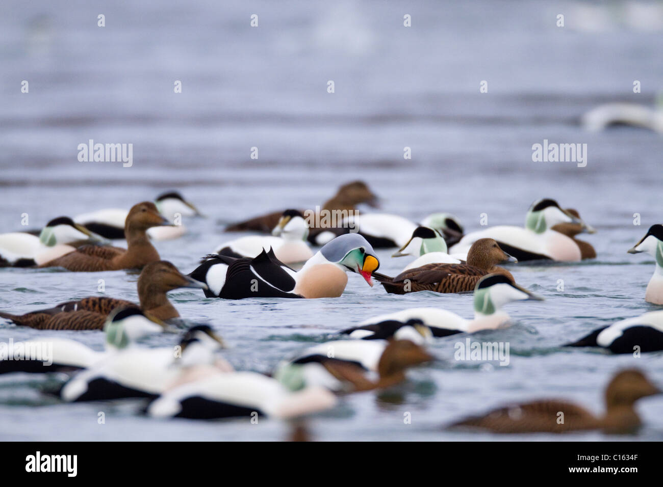 King Eider; Somateria spectabilis; amongst eider ducks; Norway Stock