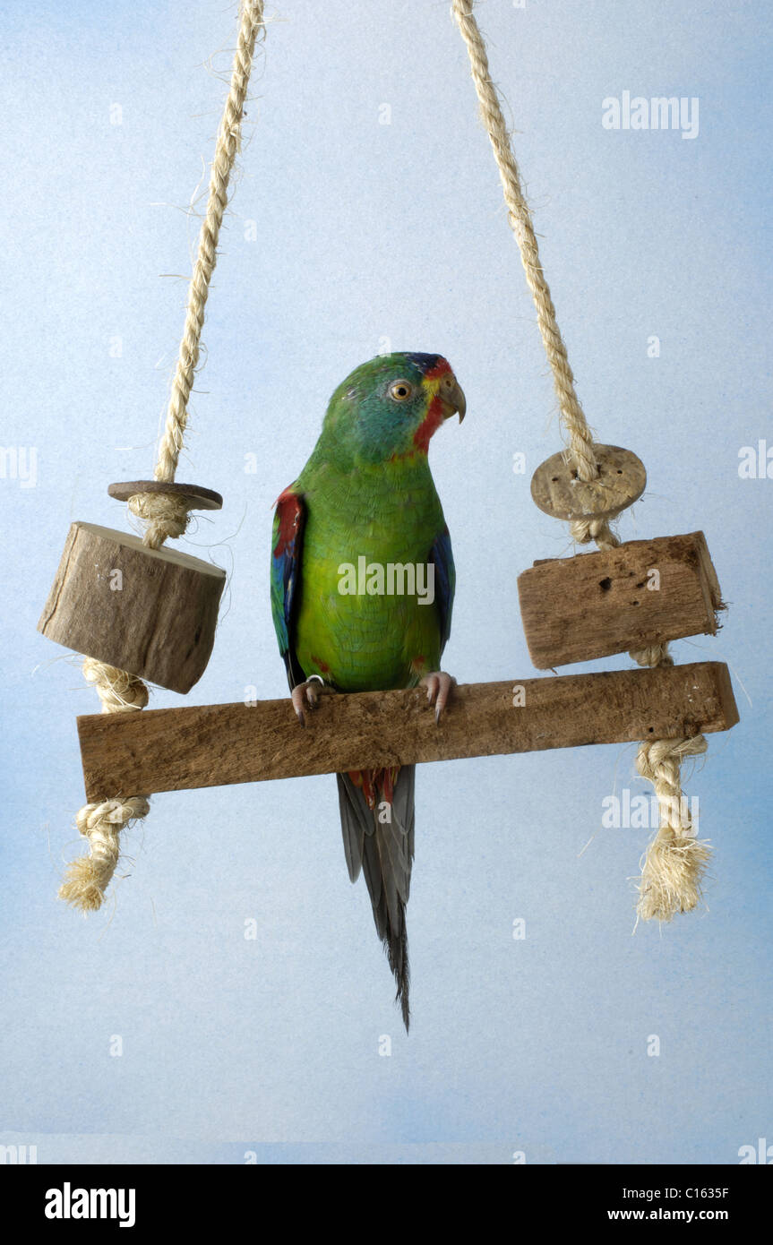 Swift Parrot Stock Photo