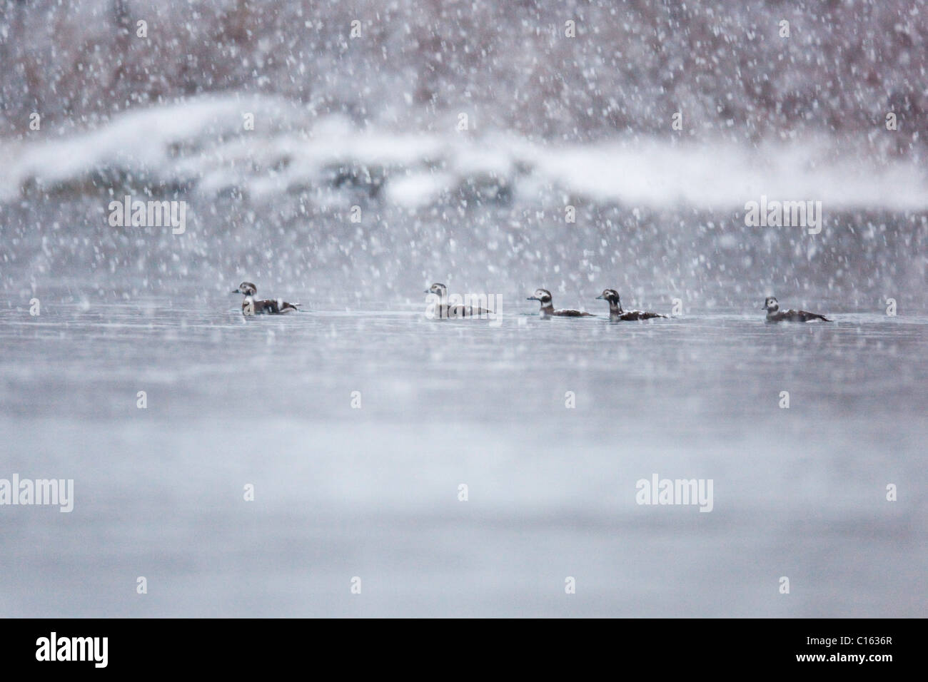 Long Tailed Ducks; Clangula hyemalis; in snow; Norway Stock Photo