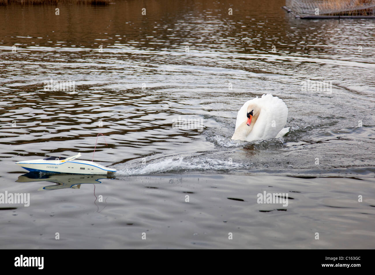 Remote Control Swans Remote controlled boat hi-res stock photography and images - Alamy
