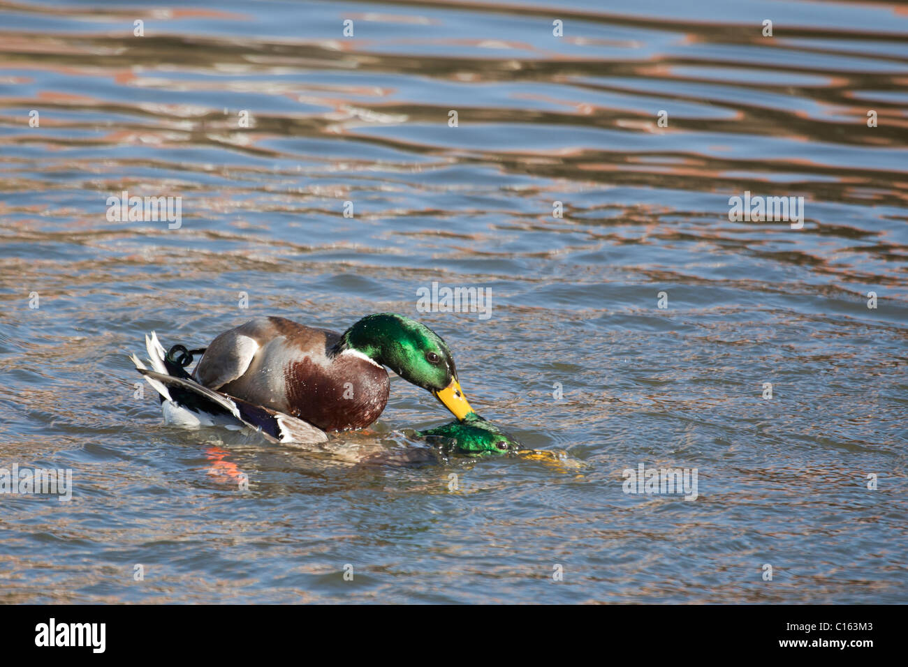Two male Mallard ducks (Anas platyrhynchos) fighting over a female (not in image). One is trying to drown the other. Stock Photo