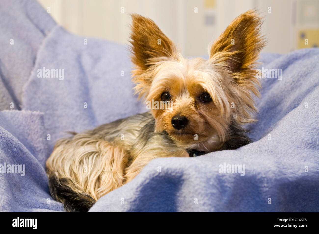 Yorkshire Terrier in the dog basket Stock Photo
