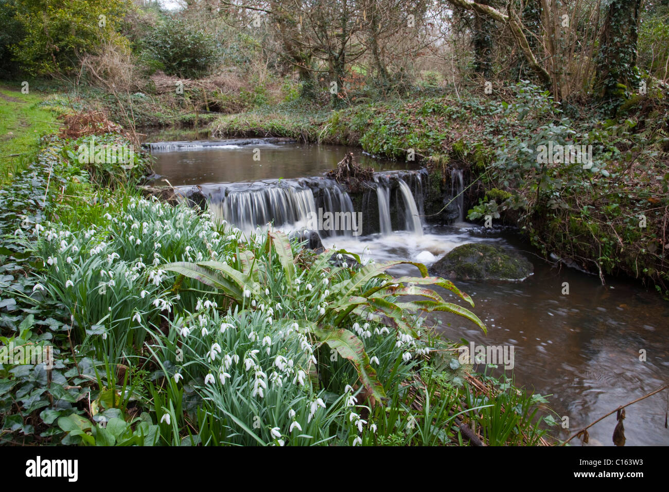 Snowdrops; Galanthus nivalis; garden; Cornwall Stock Photo