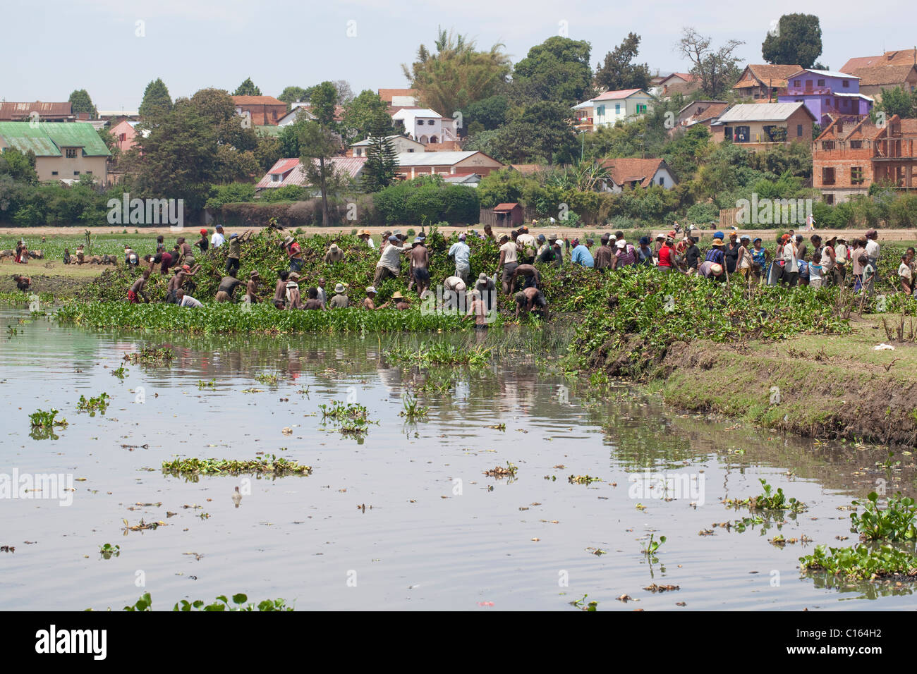 Malagasy Villagers gather introduced and invasive Water Hyacinth (Eichhornia crasspipes) from a community pond. Madagascar. Stock Photo