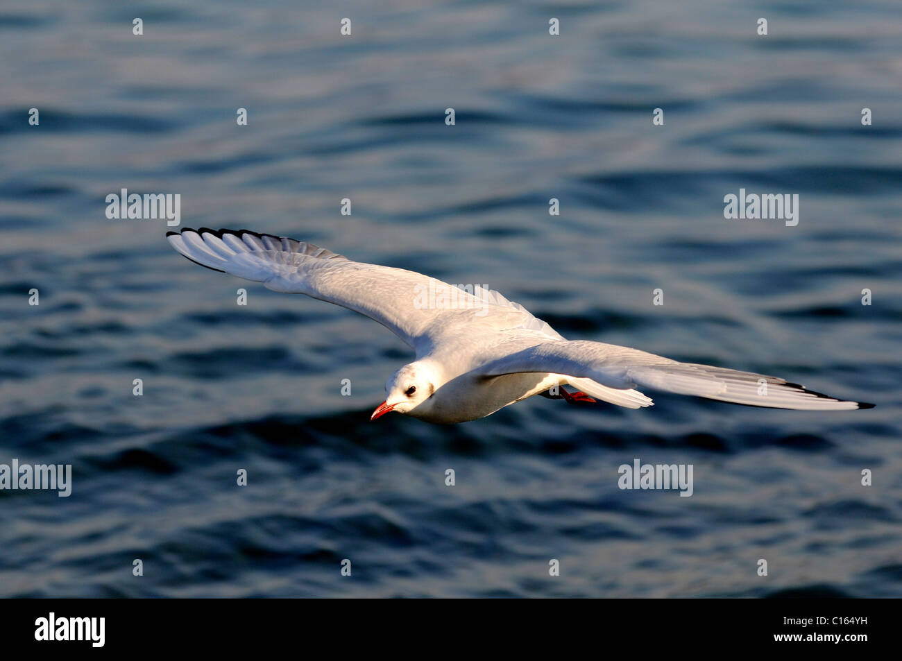 Silver Gull or Seagull in flight (Larus novaehollandiae) Stock Photo