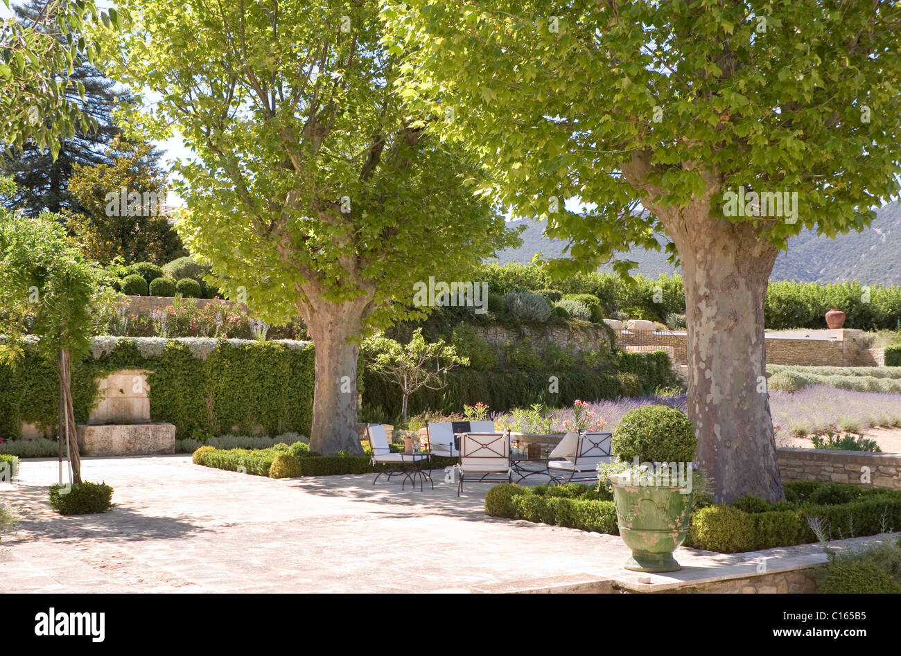 Large plane trees in Provencal garden with topiary and patio Stock